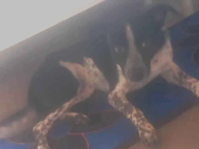 Cachorro ra a SRD-ViraLata idade 7 a 11 meses nome Não tem 