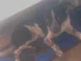 Não tem
