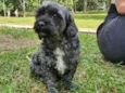 belinha 