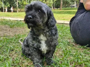 Cachorro raça Lhasa Apso idade 5 anos nome belinha 