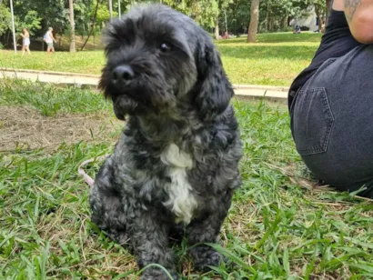 Cachorro raça Lhasa Apso idade 5 anos nome belinha 