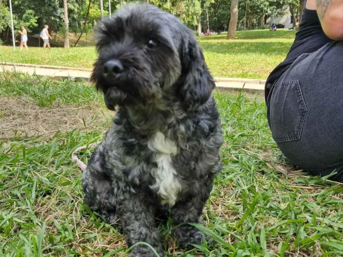 Cachorro ra a Lhasa Apso idade 5 anos nome belinha 