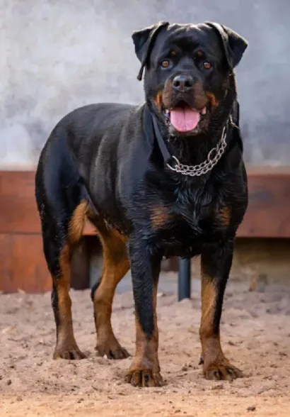 Cachorro raça Rottweiler idade 4 anos nome Jack 