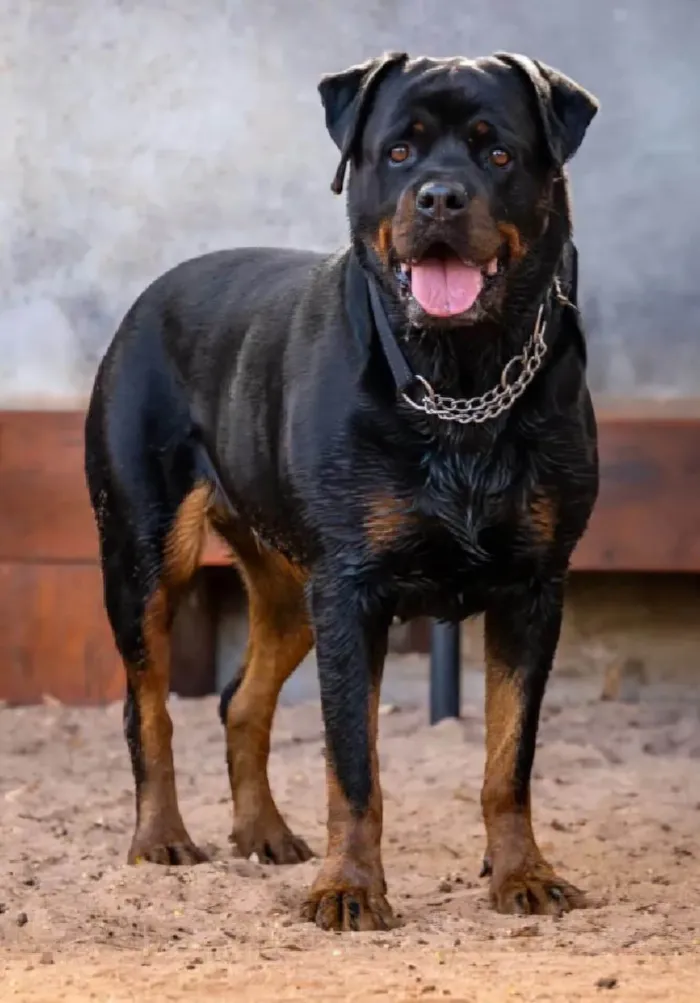 Cachorro ra a Rottweiler idade 4 anos nome Jack 