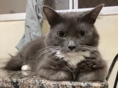 Gato raça SRD-ViraLata idade 2 anos nome Luna (atende por pequena)