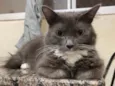 Luna (atende por pequena)
