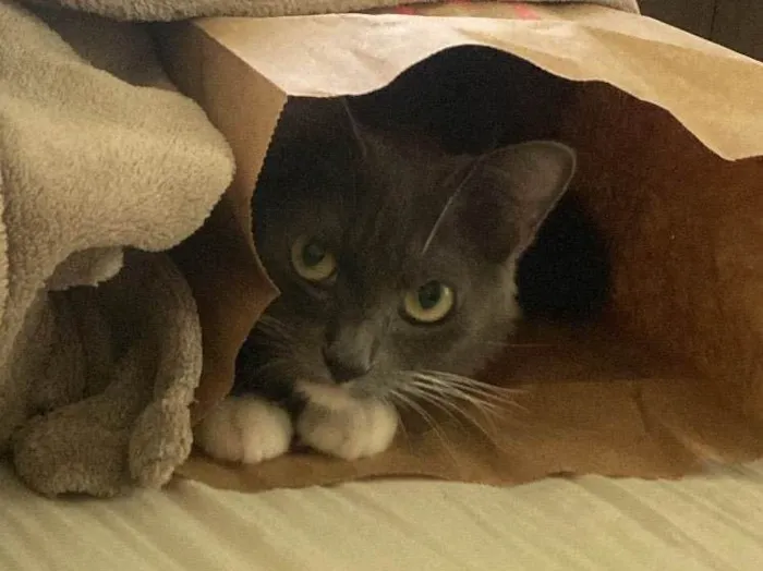 Gato ra a SRD-ViraLata idade 2 anos nome Luna (atende por pequena)