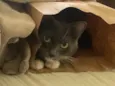 Luna (atende por pequena)