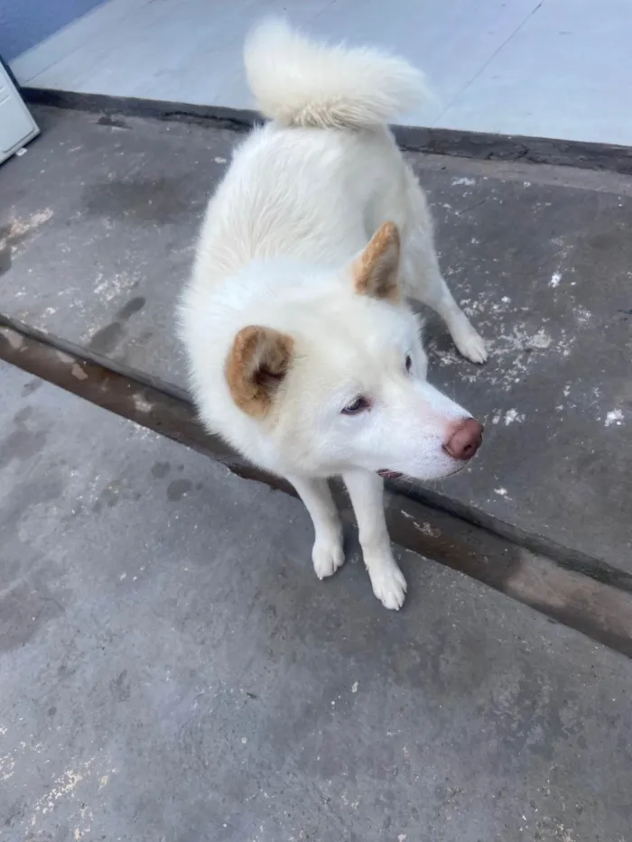 Cachorro ra a Husky Siberiano idade 1 ano nome Ares (É um AKITA INU)