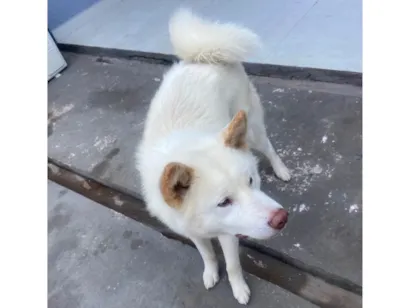 Cachorro raça Husky Siberiano idade 1 ano nome Ares (É um AKITA INU)