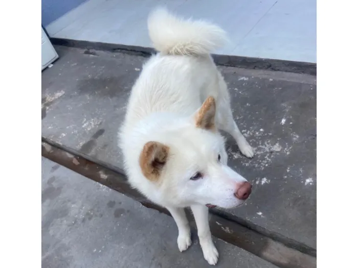 Cachorro ra a Husky Siberiano idade 1 ano nome Ares (É um AKITA INU)