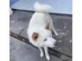 Ares (É um AKITA INU)