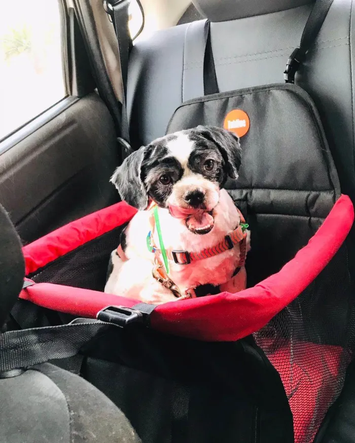 Cachorro ra a Lhasa Apso idade 2 anos nome Bartolomeu 