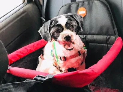 Cachorro raça Lhasa Apso idade 2 anos nome Bartolomeu 