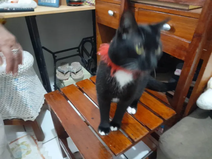 Gato ra a SRD-ViraLata idade 1 ano nome Gaya / Salem