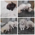 Bebes