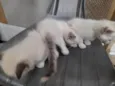 Bebes