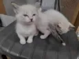 Bebes