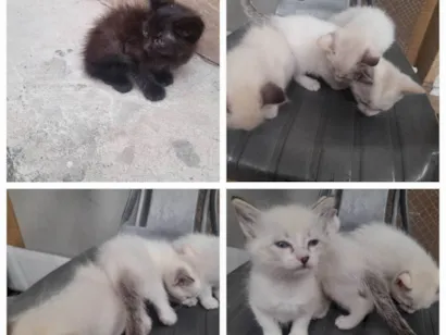 Gato raça SRD-ViraLata idade Abaixo de 2 meses nome Bebes