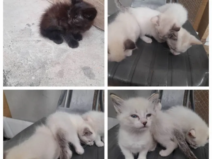 Gato ra a SRD-ViraLata idade Abaixo de 2 meses nome Bebes