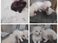 Bebes