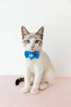 Gato raça SRD-ViraLata idade 2 a 6 meses nome George 