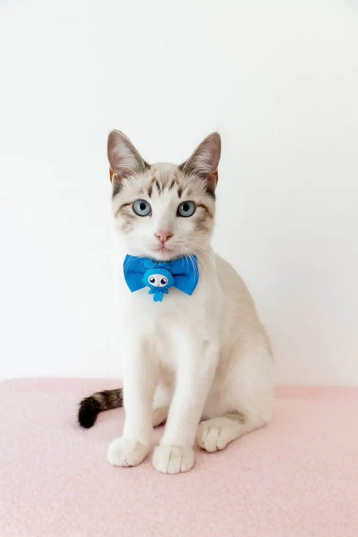 Gato ra a SRD-ViraLata idade 2 a 6 meses nome George 