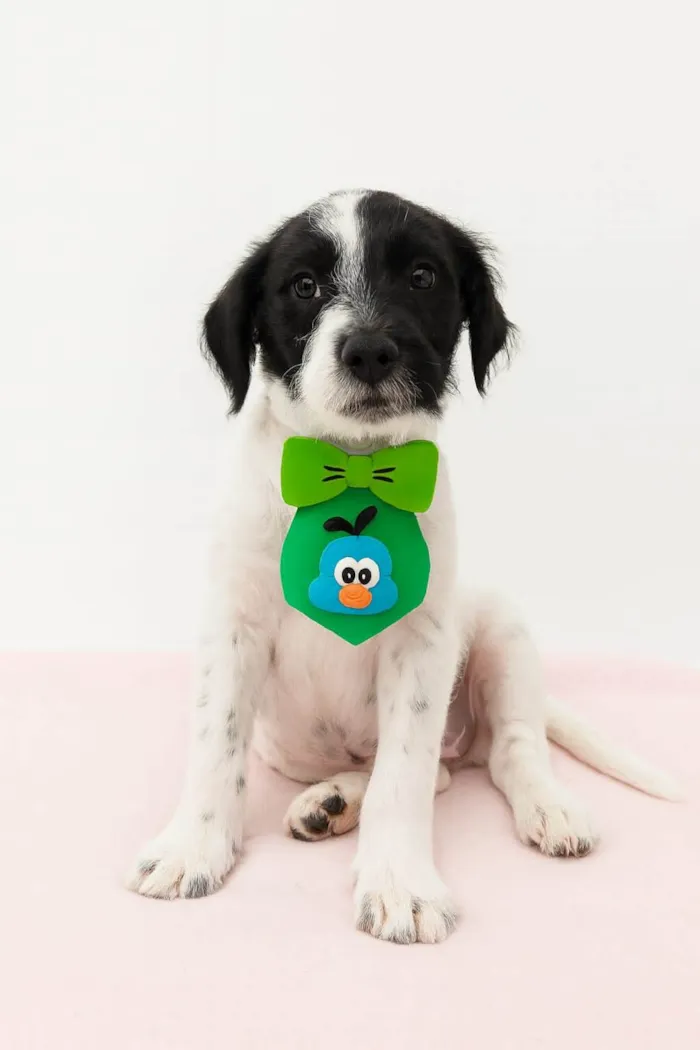 Cachorro ra a SRD-ViraLata idade 2 a 6 meses nome Band