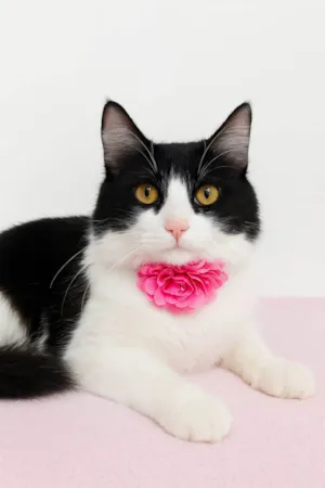 Gato raça SRD-ViraLata idade 1 ano nome Malu