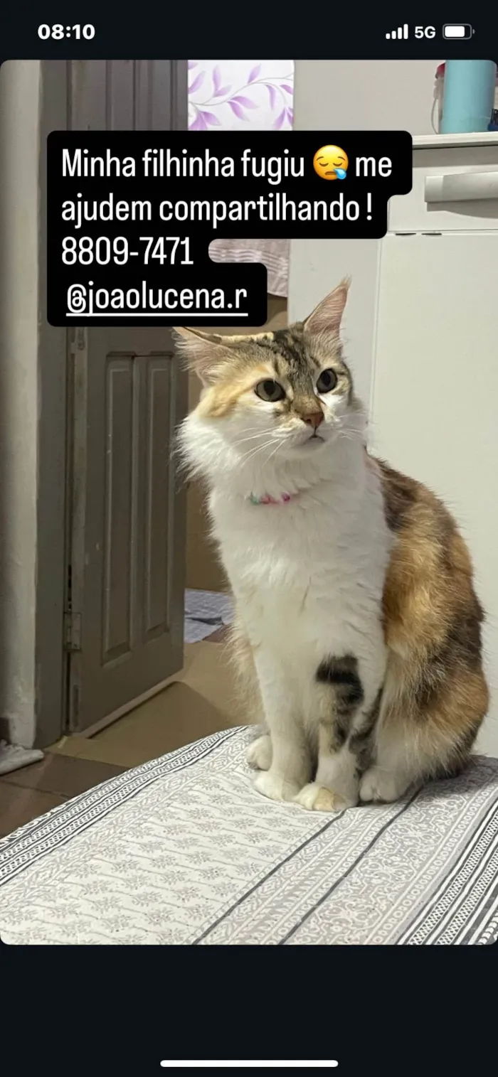 Gato ra a SRD-ViraLata idade 2 a 6 meses nome Petrucia