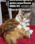 Petrucia