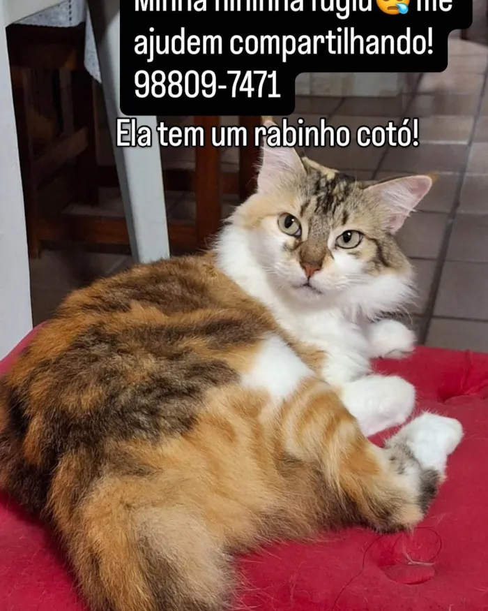 Gato ra a SRD-ViraLata idade 2 a 6 meses nome Petrucia