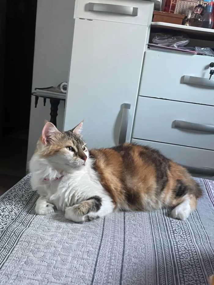 Gato ra a SRD-ViraLata idade 2 a 6 meses nome Petrucia