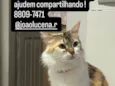 Petrucia