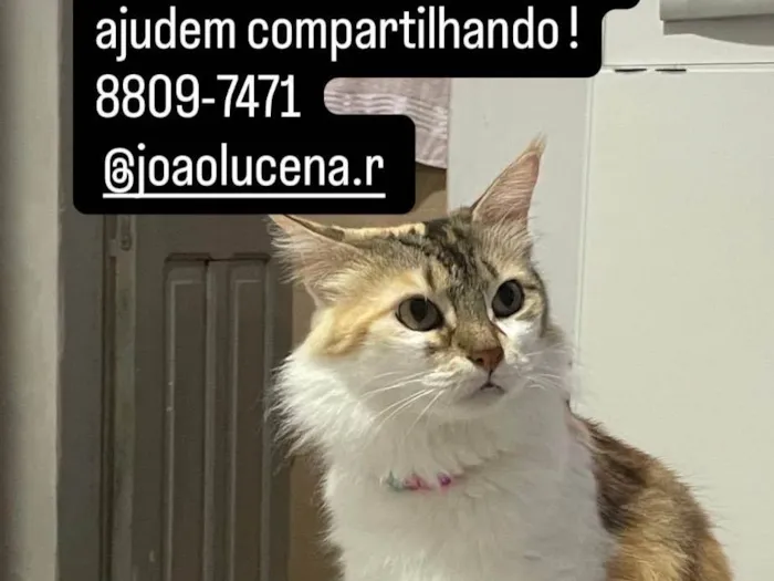 Gato ra a SRD-ViraLata idade 2 a 6 meses nome Petrucia