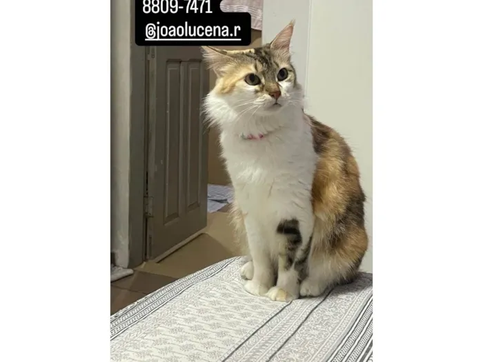 Gato ra a SRD-ViraLata idade 2 a 6 meses nome Petrucia