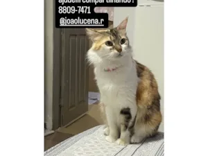 Gato raça SRD-ViraLata idade 2 a 6 meses nome Petrucia