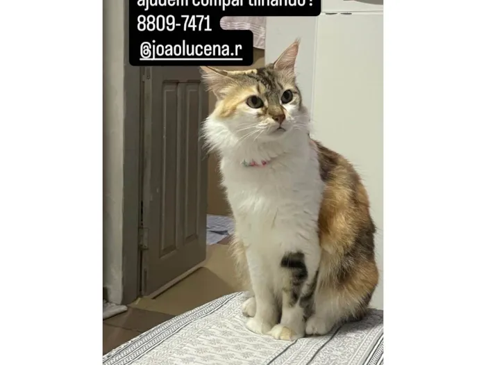 Gato ra a SRD-ViraLata idade 2 a 6 meses nome Petrucia