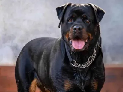 Cachorro raça Rottweiler idade 4 anos nome Jack 