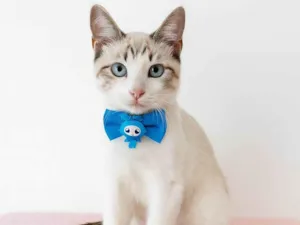 Gato raça SRD-ViraLata idade 2 a 6 meses nome George 