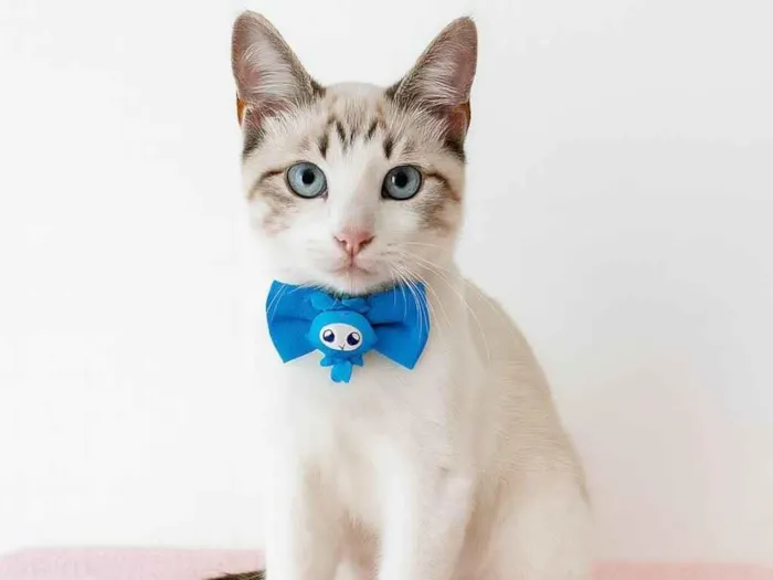 Gato ra a SRD-ViraLata idade 2 a 6 meses nome George 