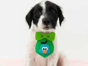 Cachorro raça SRD-ViraLata idade 2 a 6 meses nome Band