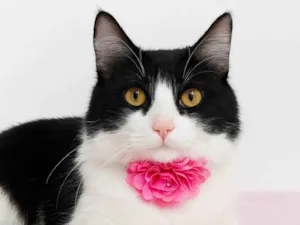 Gato raça SRD-ViraLata idade 1 ano nome Malu