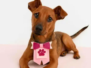 Cachorro raça SRD-ViraLata idade 2 a 6 meses nome Mila