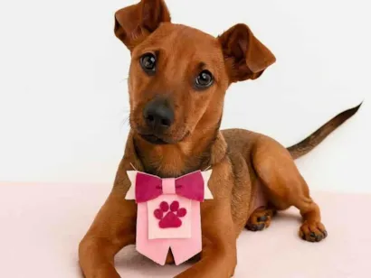 Cachorro raça SRD-ViraLata idade 2 a 6 meses nome Mila