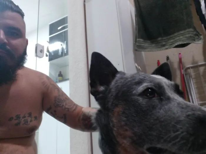 Cachorro ra a SRD-ViraLata idade 5 anos nome Logan e dakota