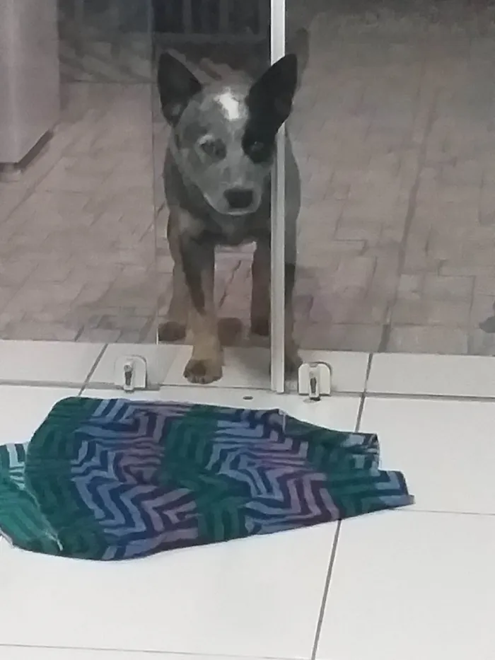 Cachorro ra a SRD-ViraLata idade 5 anos nome Logan e dakota