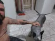 Logan e dakota