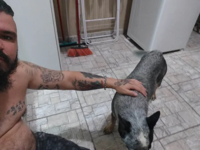 Cachorro ra a SRD-ViraLata idade 5 anos nome Logan e dakota