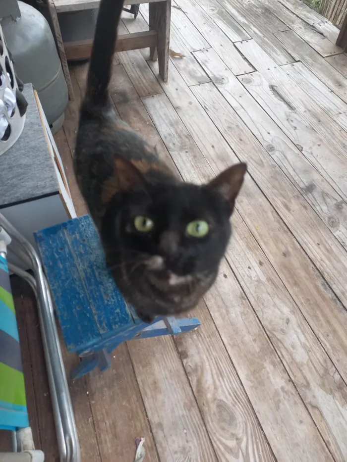 Gato ra a SRD-ViraLata idade 3 anos nome Moana
